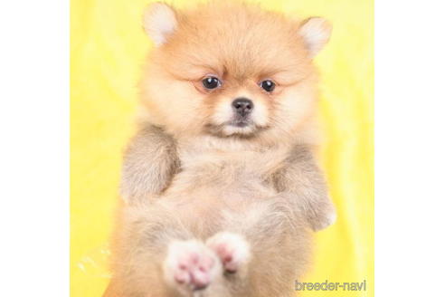 成約済の東京都のポメラニアン-188143の4枚目